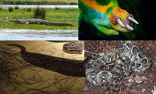 REPTILES AND SNAKES